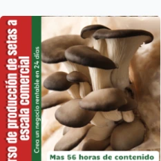 Cómo cultivar setas orellanas como negocio